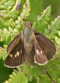 Crossline Skipper